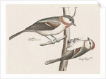 Marsh Tit and Crested Tit by Johan Teyler