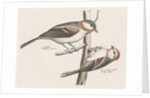 Marsh Tit and Crested Tit by Johan Teyler