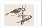 Marsh Tit and Crested Tit by Johan Teyler