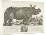 The rhinocerus Clara, 1741 by Johann Georg Schmidt