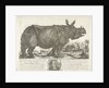 The rhinocerus Clara, 1741 by Johann Georg Schmidt