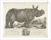 The rhinocerus Clara, 1741 by Johann Georg Schmidt