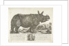 The rhinocerus Clara, 1741 by Johann Georg Schmidt