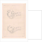 Anatomy of the pelvis, with numbers by Jacob van der Schley