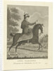 Portrait of Queen Anna Pavlovna Romanowa on horseback by Antonie and Pieter van der Beek