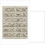 Animals, Germany by Anonymous