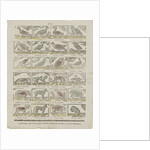 Animals by Anonymous