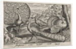 Two Peacocks and turkey, Germany by Nicolaes de Bruyn