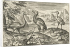 Five birds including spoonbill by Nicolaes de Bruyn