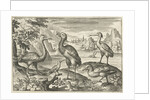 Five birds including spoonbill by Nicolaes de Bruyn