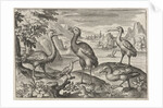 Crowned Crane between two ostriches by Nicolaes de Bruyn