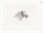 Horse head with open mouth, right by Gerrit Malleyn