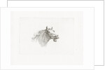 Horse head with open mouth, right by Gerrit Malleyn