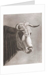 Cows head by Diederik Jan Singendonck