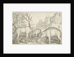 Hart, hedgehog, sheep, pig and frog by Nicolaes de Bruyn