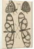 Butterflies XXII by Jan Claesz ten Hoorn