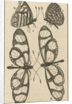 Butterflies XXII by Jan Claesz ten Hoorn