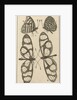 Butterflies XXII by Jan Claesz ten Hoorn