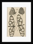 Butterflies XXII by Jan Claesz ten Hoorn