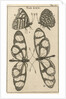 Butterflies XXII by Jan Claesz ten Hoorn