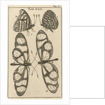 Butterflies XXII by Jan Claesz ten Hoorn