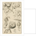 Nutgall fly, XVI Jan Luyken by Jan Claesz ten Hoorn