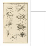 bugs XIV Jan Luyken by Jan Claesz ten Hoorn