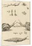 Snails XIII by Jan Claesz ten Hoorn