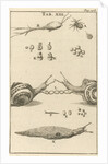Snails XIII by Jan Claesz ten Hoorn