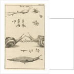 Snails XIII by Jan Claesz ten Hoorn