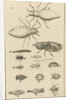 Small insects XI by Jan Claesz ten Hoorn