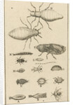 Small insects XI by Jan Claesz ten Hoorn