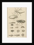 Small insects XI by Jan Claesz ten Hoorn