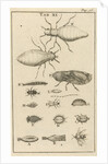 Small insects XI by Jan Claesz ten Hoorn