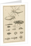 Small insects XI by Jan Claesz ten Hoorn