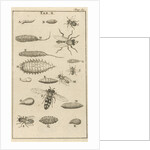 Bees and wasps X by Jan Claesz ten Hoorn