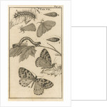 Caterpillars, dolls and butterflies VII by Jan Claesz ten Hoorn