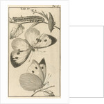 Caterpillars, dolls and butterflies IV by Jan Claesz ten Hoorn