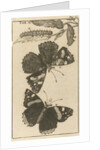 Caterpillars, dolls and butterflies by Jan Claesz ten Hoorn