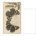 Caterpillars, dolls and butterflies by Jan Claesz ten Hoorn