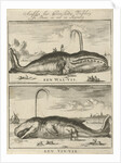 Whale by Jan Luyken