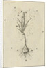 The growth of a crocus by Jan Claesz ten Hoorn