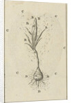 The growth of a crocus by Jan Claesz ten Hoorn