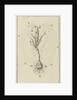 The growth of a crocus by Jan Claesz ten Hoorn