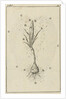The growth of a crocus by Jan Claesz ten Hoorn