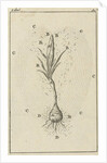 The growth of a crocus by Jan Claesz ten Hoorn