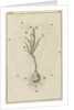 The growth of a crocus by Jan Claesz ten Hoorn