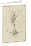 The growth of a crocus by Jan Claesz ten Hoorn