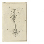 The growth of a crocus by Jan Claesz ten Hoorn
