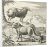 Syrian sheep or ram by Willem Goeree